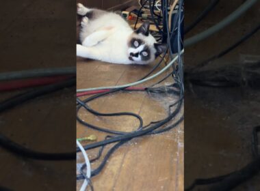 またたび初体験！シャムの子ねこパンダくん、ほろ酔い