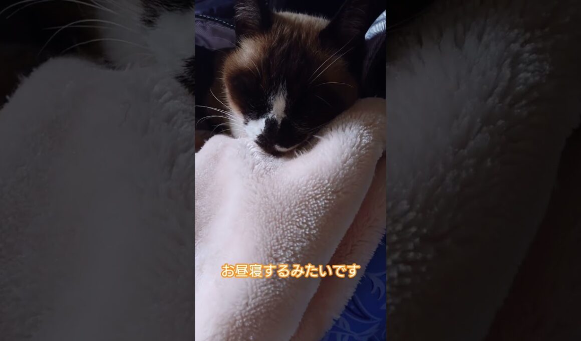 お昼寝前のシャム猫さん🐾 #猫 #ねこ #cat #Shorts