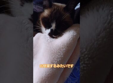 お昼寝前のシャム猫さん🐾 #猫 #ねこ #cat #Shorts
