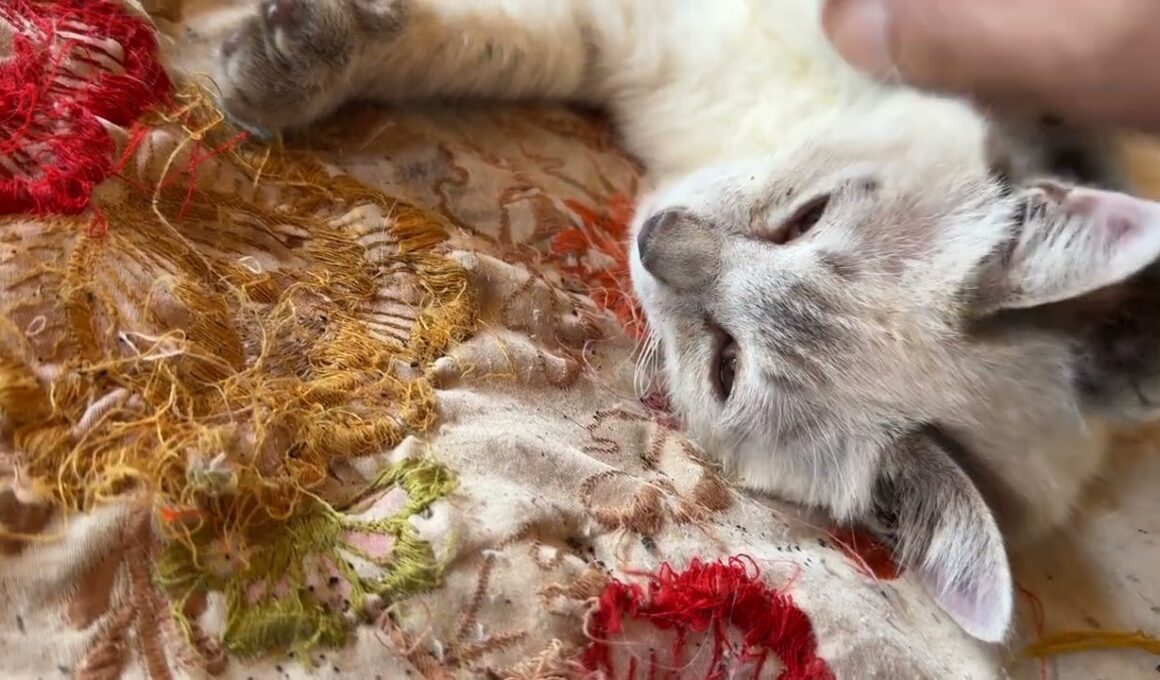 またたび酔いしないな、キジシロのルル。シャムの子ネコ雫は、酔いすぎて、グッタリ