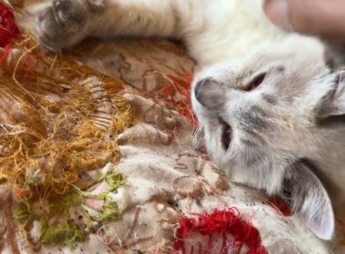 またたび酔いしないな、キジシロのルル。シャムの子ネコ雫は、酔いすぎて、グッタリ