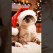 サンタ帽さえあれば幸せ！ひとり遊びが天才すぎるスノーシュー猫!🎅