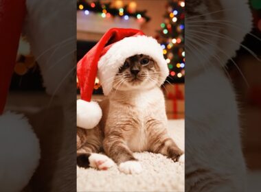 サンタ帽さえあれば幸せ！ひとり遊びが天才すぎるスノーシュー猫!🎅