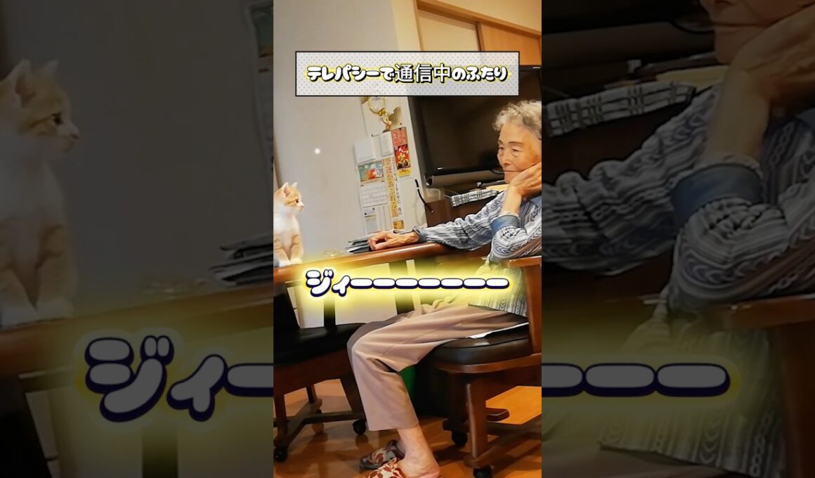 茶トラ子猫とおばあちゃんの数秒間の見つめ合いがヤバすぎた！  #shorts  #保護猫 #子ネコ #ねこ #おばあちゃん #兄弟猫 #茶トラ猫