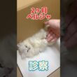 目がしょぼしょぼしてくしゃみしてる2ヶ月のペルシャが動物病院にやって来た！