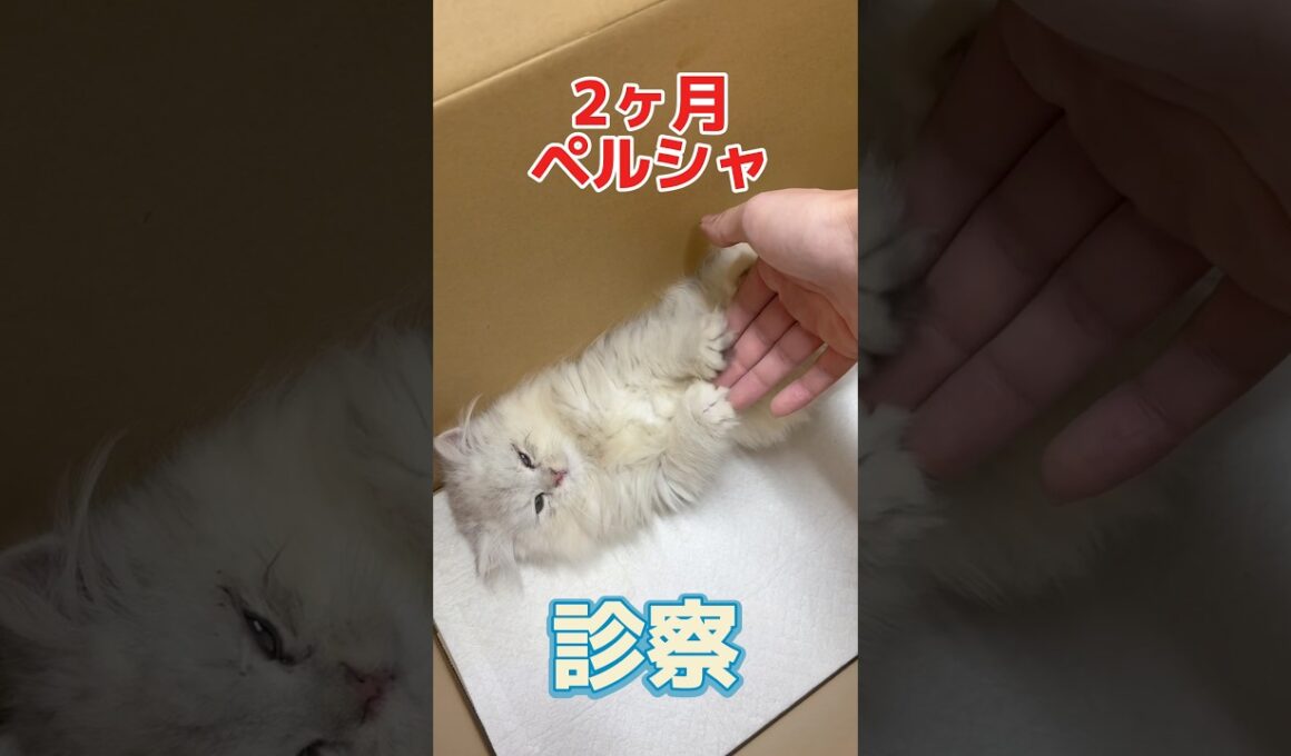 目がしょぼしょぼしてくしゃみしてる2ヶ月のペルシャが動物病院にやって来た！