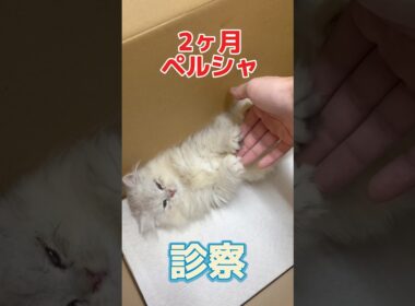 目がしょぼしょぼしてくしゃみしてる2ヶ月のペルシャが動物病院にやって来た！