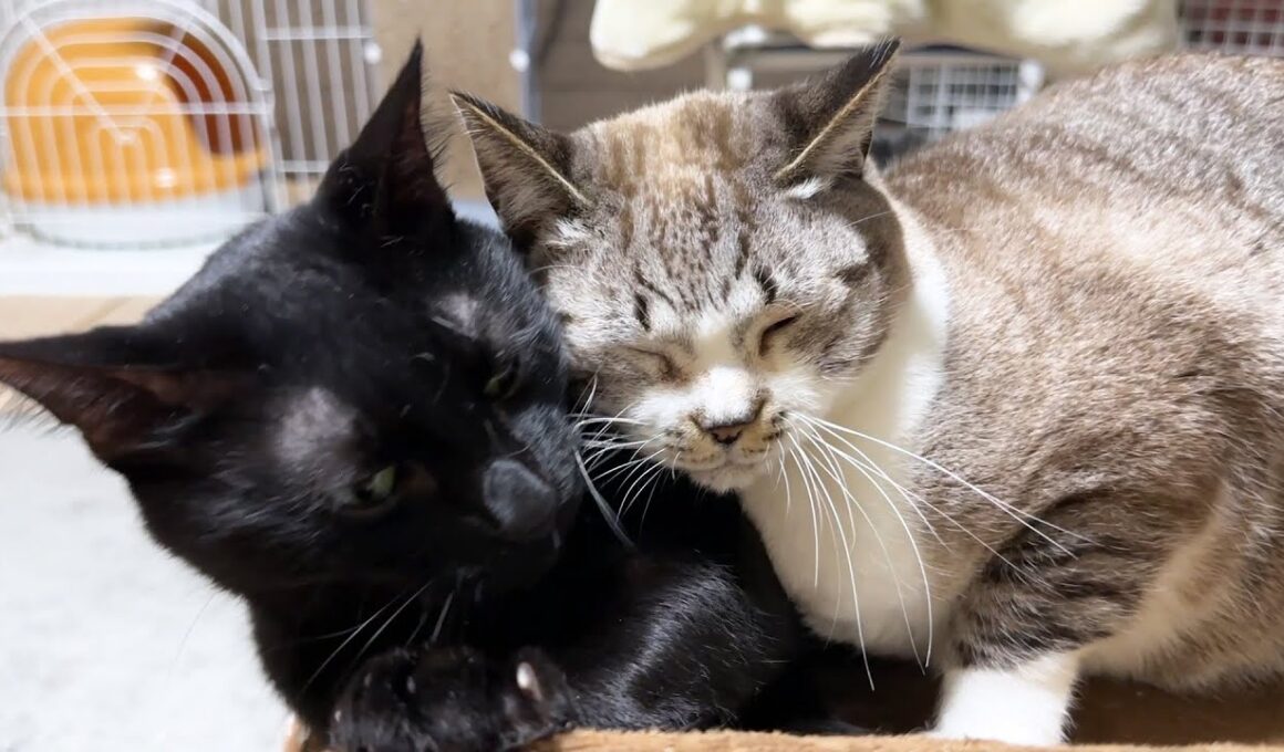 もうどこにも行かないで！とお手手で押さえる姫猫が可愛い