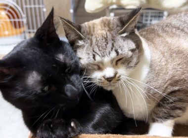 もうどこにも行かないで！とお手手で押さえる姫猫が可愛い