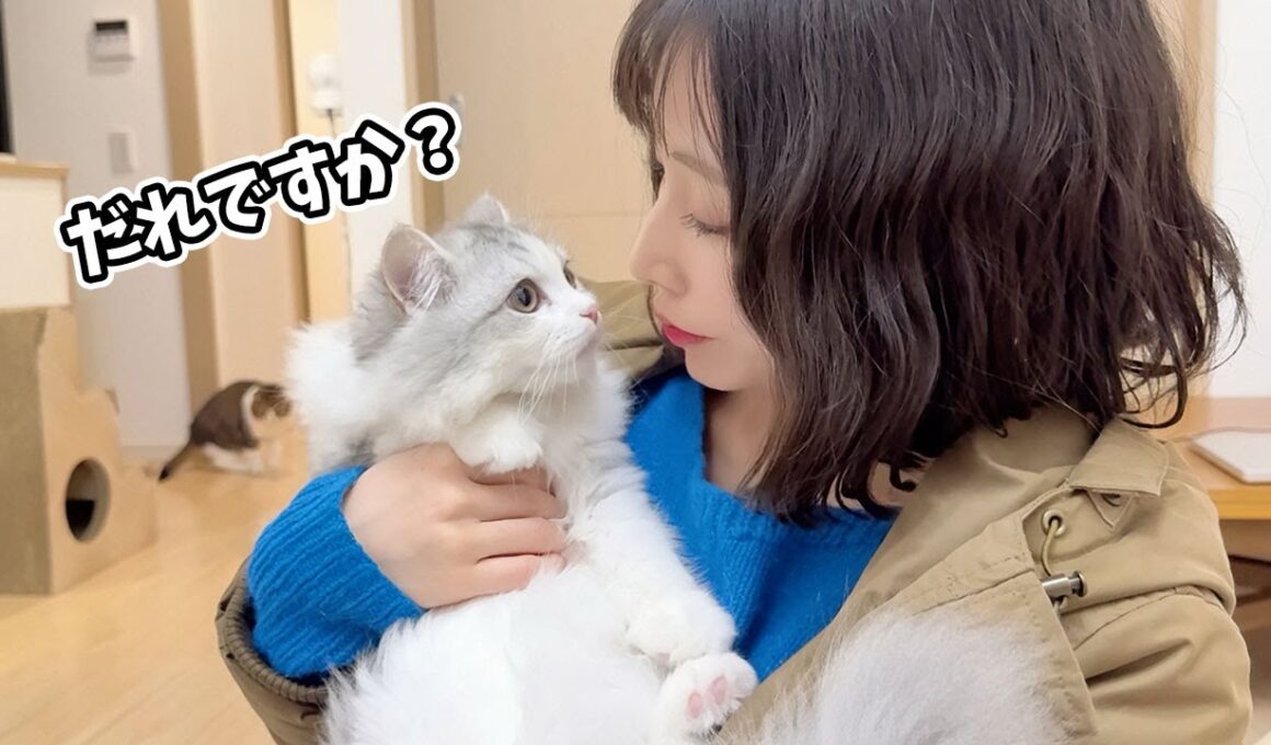 髪の毛をバッサリ切って帰ってきたら子猫から警戒されて大変なことになりました…涙