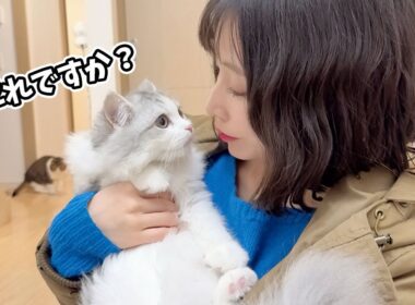 髪の毛をバッサリ切って帰ってきたら子猫から警戒されて大変なことになりました…涙