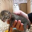 家に知らない保護猫がいて猫たちがパニックに…！！！