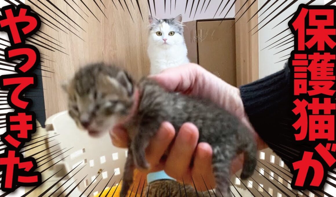 家に知らない保護猫がいて猫たちがパニックに…！！！
