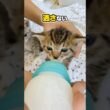 子猫がバタバタとミルクを飲んでいてもなぜか落ち着くよね。猫の耳は犬よりもいい【保護猫生活】