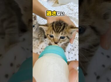 子猫がバタバタとミルクを飲んでいてもなぜか落ち着くよね。猫の耳は犬よりもいい【保護猫生活】