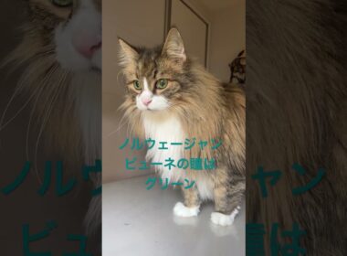我が家のノルウェージャンの瞳はグリーン#ノルウェージャンフォレストキャット #shorts #cat #猫 #猫のいる暮らし #pets