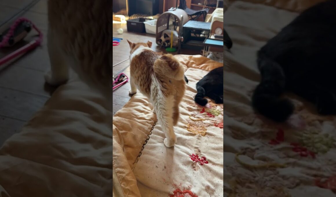 茶白ネコのジュニア「シャムの子ねこパンダ、ケージに入りました」