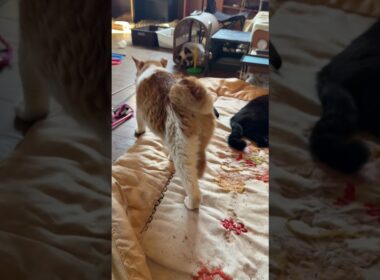 茶白ネコのジュニア「シャムの子ねこパンダ、ケージに入りました」