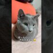 【ロシアンブルー】めろん今朝は旦那がヨコ入りして...お手とおかわりもありです😗【猫】#shorts