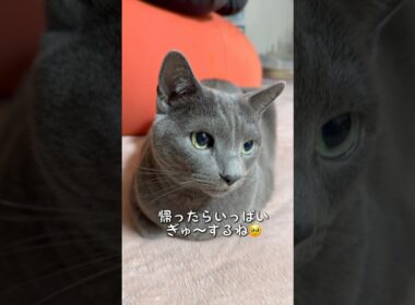 【ロシアンブルー】めろん今朝は旦那がヨコ入りして...お手とおかわりもありです😗【猫】#shorts