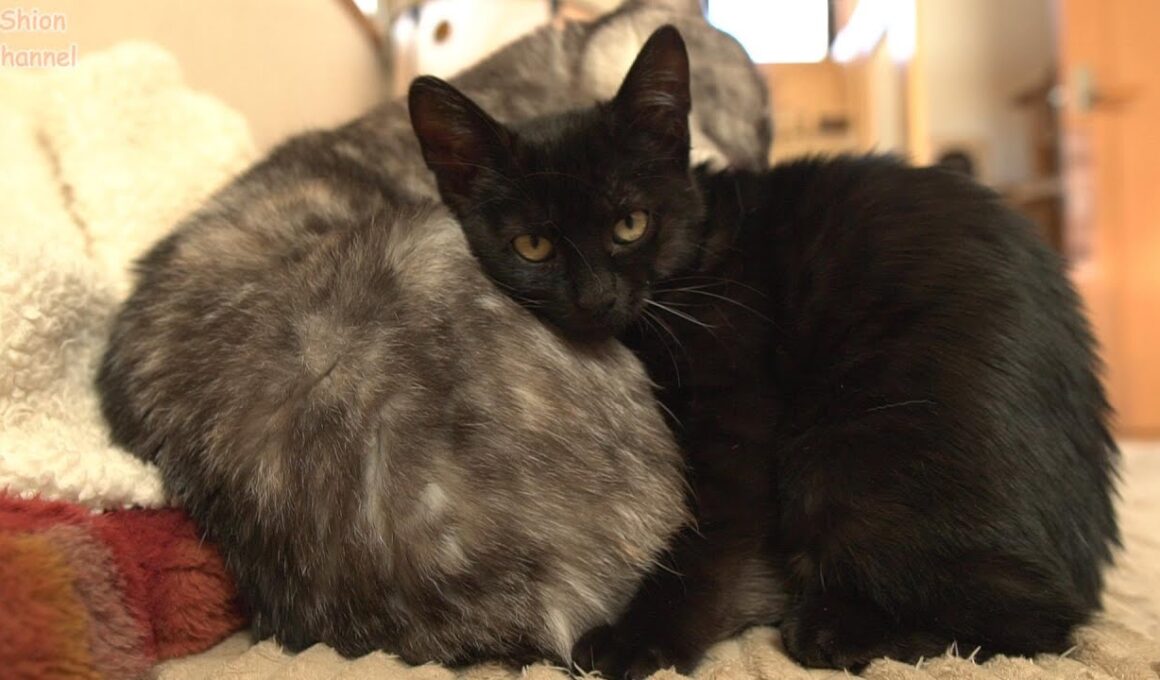 大好きな先住猫にグルーミングしてもらってうっとりする子猫 ＆ 卒業生たちのその後…