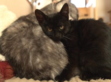 大好きな先住猫にグルーミングしてもらってうっとりする子猫 ＆ 卒業生たちのその後…