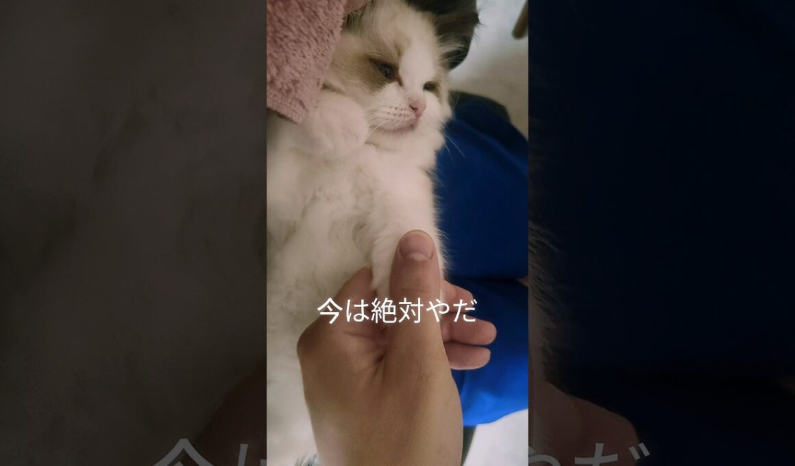 この後ママは全然いけた🙆🏻‍♀️ #shorts #ラグドール #子猫 #猫のいる生活 #甘えん坊猫 #ぬいぐるみ猫