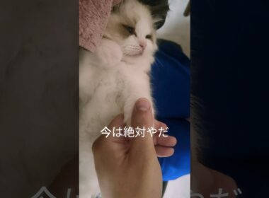 この後ママは全然いけた🙆🏻‍♀️ #shorts #ラグドール #子猫 #猫のいる生活 #甘えん坊猫 #ぬいぐるみ猫