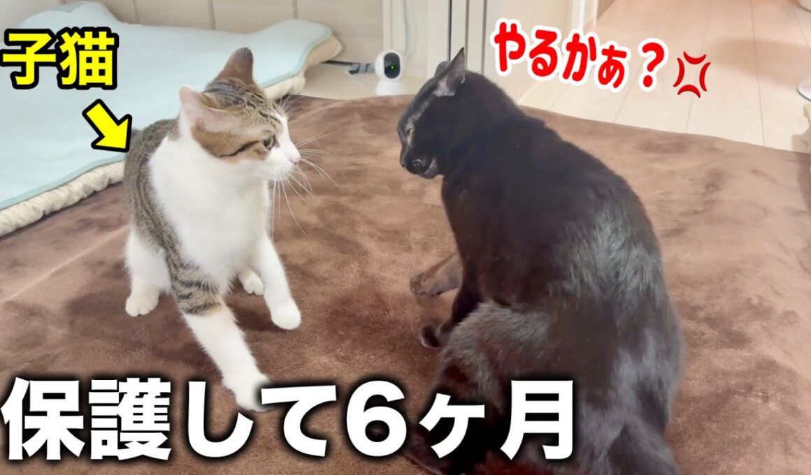 保護して６ヶ月の子猫がヤンチャすぎる件