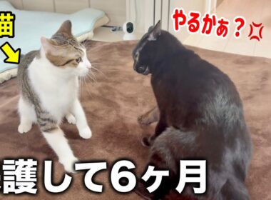 保護して６ヶ月の子猫がヤンチャすぎる件