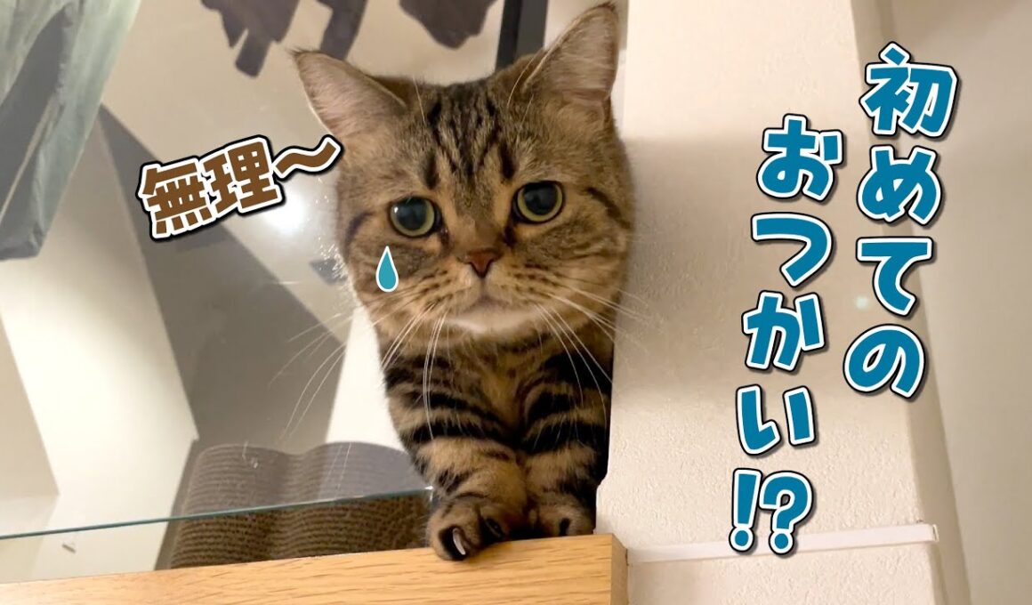 愛猫にパパを起こしに行ってもらったら寂しくて泣いちゃいました…