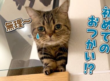 愛猫にパパを起こしに行ってもらったら寂しくて泣いちゃいました…