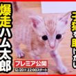 【子猫 保護】衰弱していた子猫...回復して元気に爆走中！【後編】