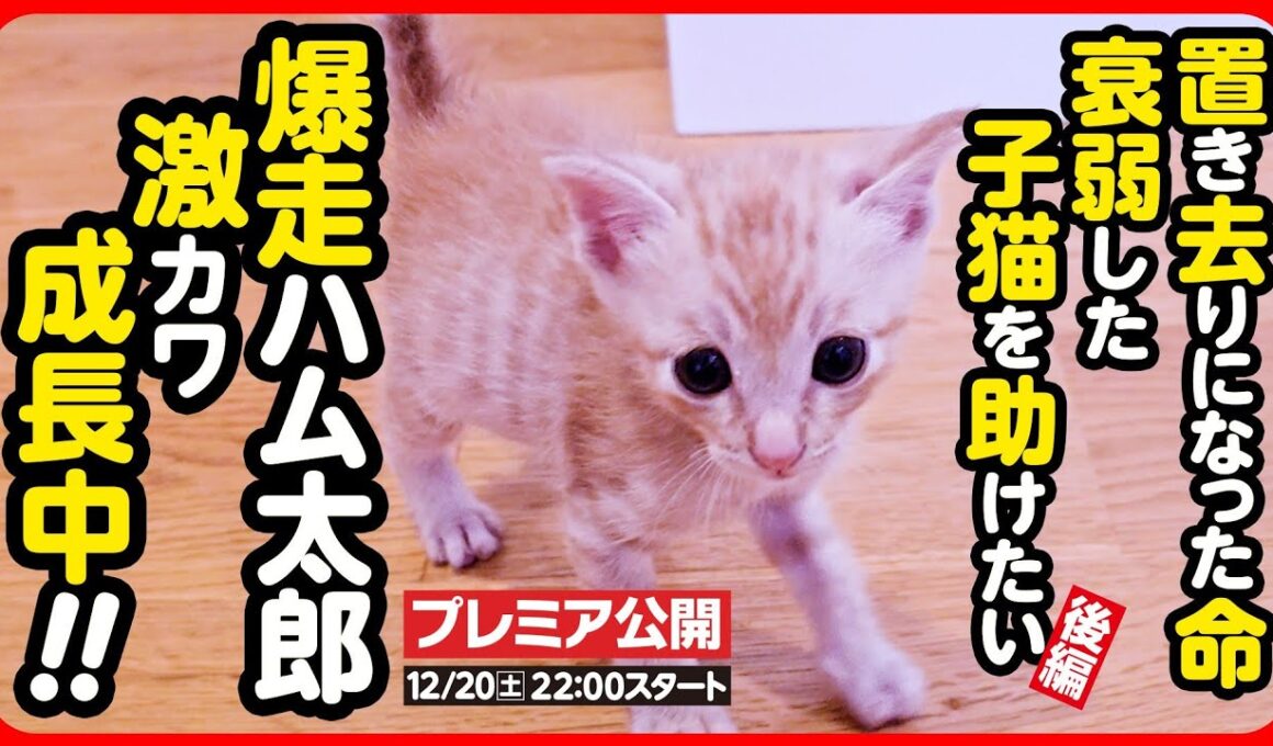 【子猫 保護】衰弱していた子猫...回復して元気に爆走中！【後編】