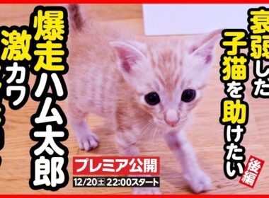 【子猫 保護】衰弱していた子猫...回復して元気に爆走中！【後編】
