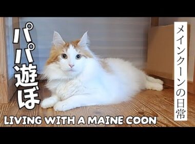 猫と遊ぶってこんなに幸せ😺│天才メインクーンのNEW特技