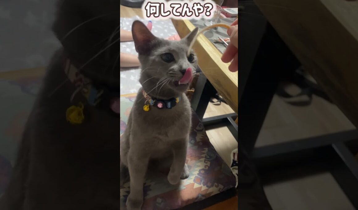 ロシブル💗ラブちゃん・おやつ食べるのヘタ #ロシブル #ロシアンブルー #ラブちゃん