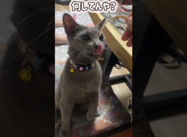 ロシブル💗ラブちゃん・おやつ食べるのヘタ #ロシブル #ロシアンブルー #ラブちゃん