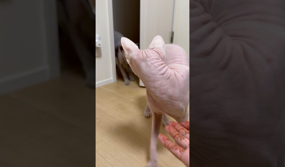 妹の後をつけてきた兄スルタンが可愛い【スフィンクス】