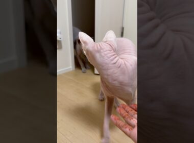 妹の後をつけてきた兄スルタンが可愛い【スフィンクス】