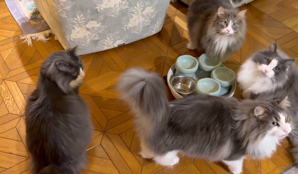 【おはよう☀】もふ猫たちの毎朝のルーティンwwwノルウェージャンフォレストキャットとターキッシュアンゴラ