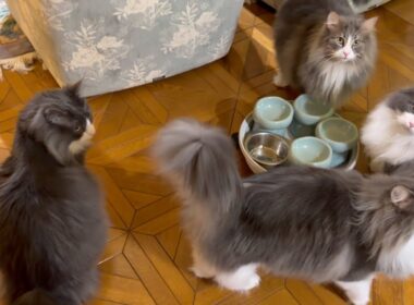 【おはよう☀】もふ猫たちの毎朝のルーティンwwwノルウェージャンフォレストキャットとターキッシュアンゴラ