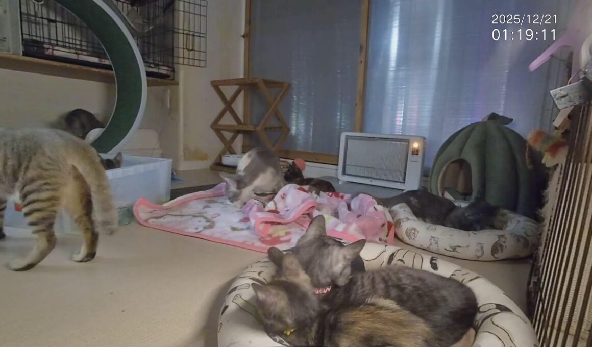 授業参観■子猫11匹+α ■子猫室ライブ ■　20251220　13：21〜