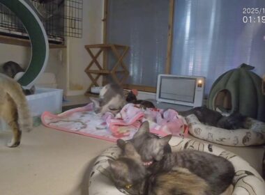 授業参観■子猫11匹+α ■子猫室ライブ ■　20251220　13：21〜
