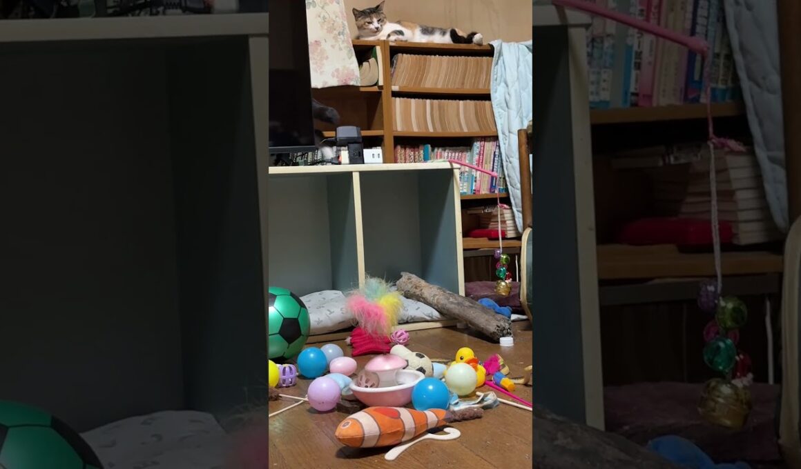 新入りシャムの子ねこパンダくん。カラーボックスの上で、ジャングル大帝の気分だったが、三毛猫ミックスたちに見られて、💦