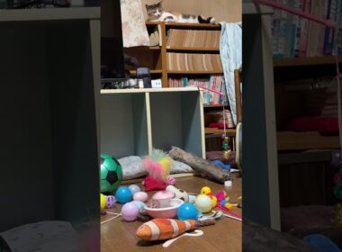 新入りシャムの子ねこパンダくん。カラーボックスの上で、ジャングル大帝の気分だったが、三毛猫ミックスたちに見られて、💦