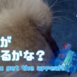 バーマン猫ラフ【良さがわかるかな？】Do you get the appeal?（バーマン猫）Birman/Cat