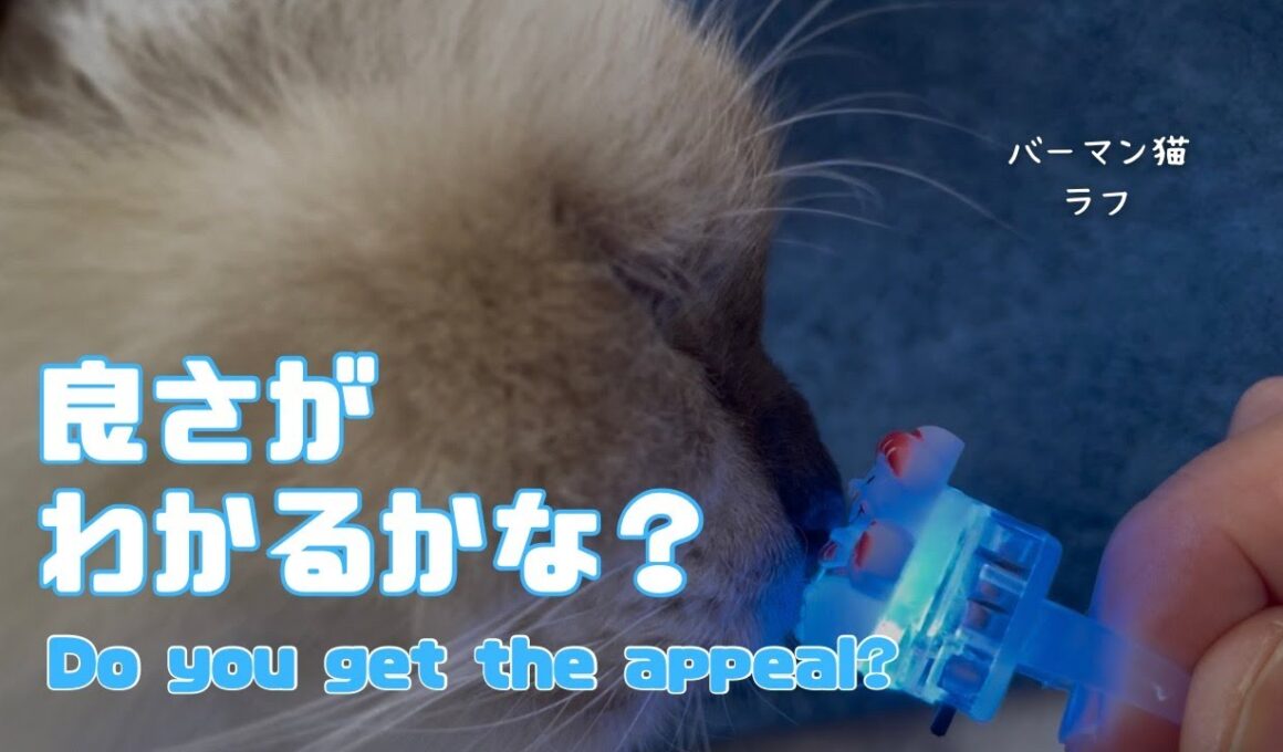 バーマン猫ラフ【良さがわかるかな？】Do you get the appeal?（バーマン猫）Birman/Cat