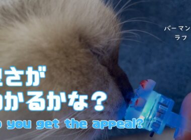 バーマン猫ラフ【良さがわかるかな？】Do you get the appeal?（バーマン猫）Birman/Cat