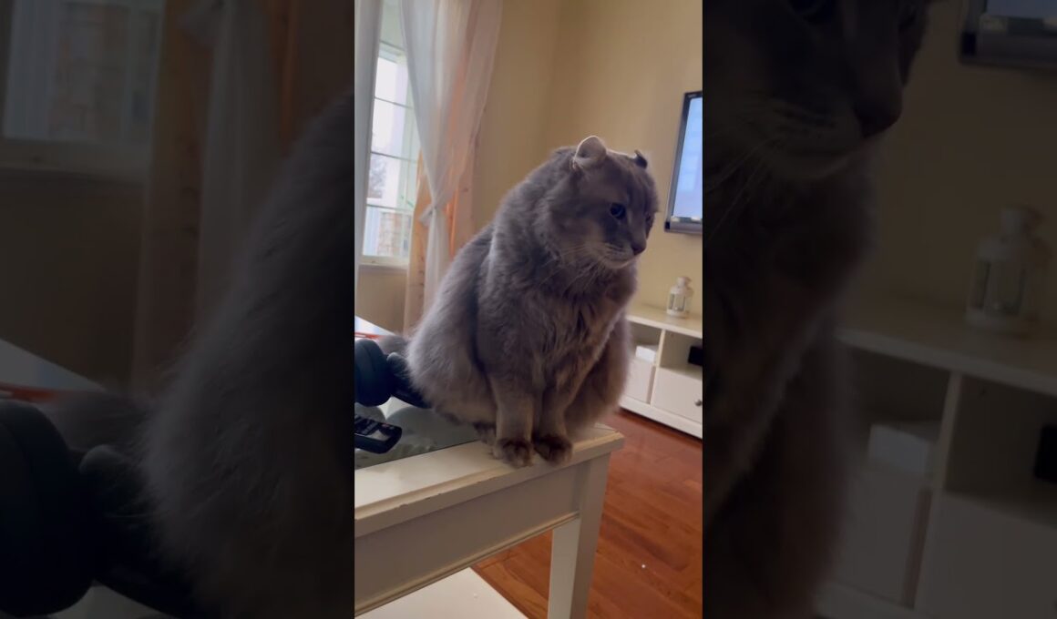 反省してよね #猫動画 #アメリカンカール #shorts